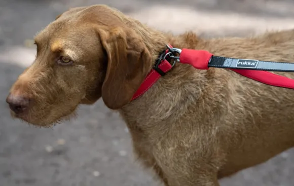 Rukka Hike Belt+Leash Black/Gray M