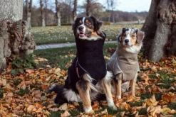 Siccaro Solution kuivausloimi, Sand 60 (XL)