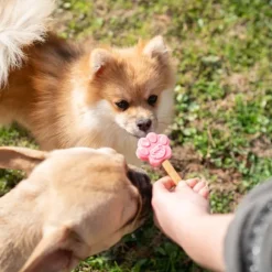 Smoofl Dog Ice Form muotit koiran jäätelölle, XS