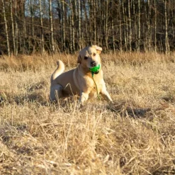 Starmark Funball köydellä vihreä M