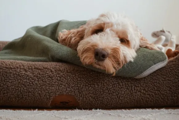 Swaggin Tails Drömmig koiranpeti, S, vaaleanharmaa