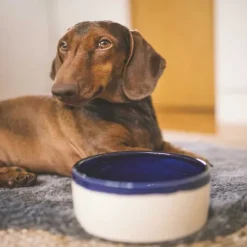 Swaggin Tails Käka koirankuppi, 0,9 l kermanvärinen/sininen