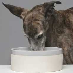 Swaggin Tails Käka koirankuppi, 2,5 l beige/harmaa