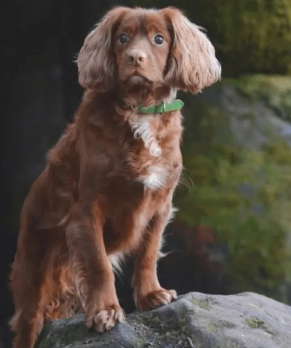 Swaggin Tails koiran kaulapanta, vihreä