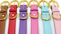 Swaggin Tails koiran kaulapanta, musta