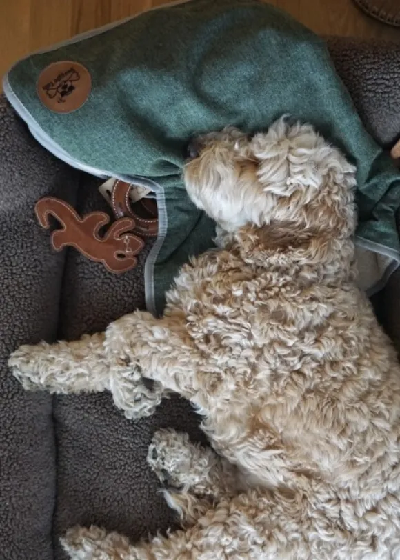 Swaggin Tails koiranpeitto, vaaleanharmaa