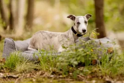 Swaggin Tails koiranpeti Memory Foam -vaahdolla L, harmaa