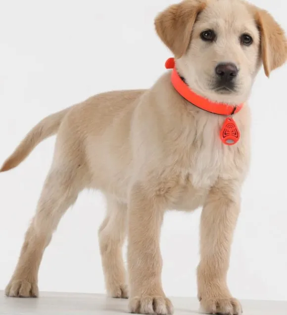 Tickless PET punkkikarkotin