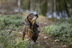 Tracker Bark koiranseurantalaite