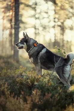 Tracker Bark koiranseurantalaite