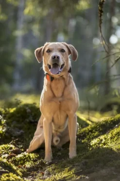 Tracker Bark koiranseurantalaite