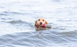 Trixie Aqua Toy Lighthouse 26 cm