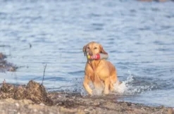 Trixie Aqua Toy Lighthouse 26 cm