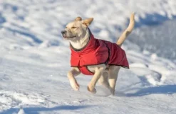 Trixie Explore Thermo Winter Coat koiran talvitakki, 25-30 cm, Sangria