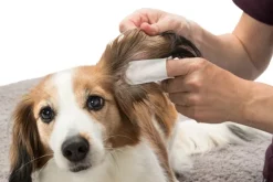 Trixie Fingerpads Aloe Vera korvanhoitoon, 50 kpl