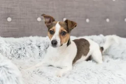 Trixie Harvey koiranpeti 90 × 90 cm, valkomusta