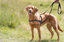 Trixie Lead'N'Walk -pehmeät treenivaljaat, koko L-XL