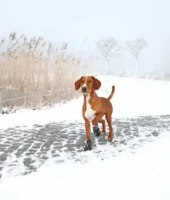 Trixie Walker Active 2-Pack M-L -koirantossut