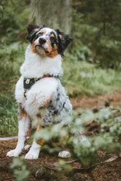 Woolly Wolf Harness koiran valjaat, XS - S, Sea to Summit