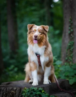 Woolly Wolf Harness koiran valjaat, XS - S, Polar Night