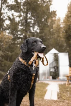 Woolly Wolf Leash koiran talutushihna, Sea to Summit