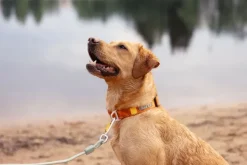Woolly Wolf Roam Collar koirien kaulapanta, S, Terracotta Ripple