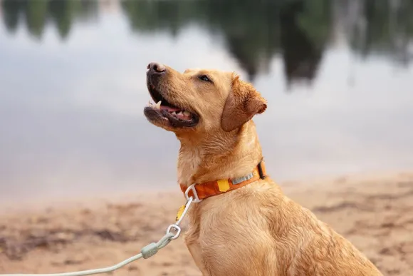 Woolly Wolf Roam Collar koirien kaulapanta, M, Black Ripple