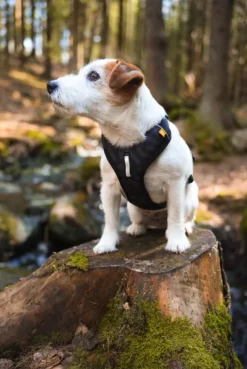 Woolly Wolf Roam Harness koirien valjaat, S, musta