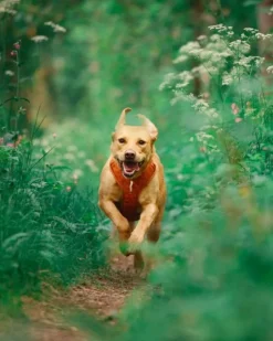 Woolly Wolf Roam Harness koirien valjaat, XL, oranssi