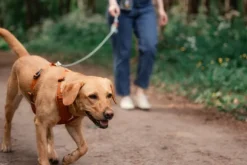 Woolly Wolf Roam Harness koirien valjaat, M, oranssi