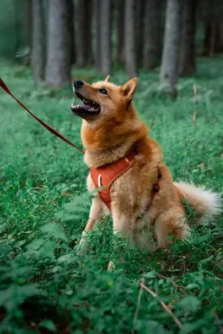 Woolly Wolf Roam Harness koirien valjaat, S, oranssi