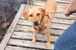 Woolly Wolf Rope Leash köysihihna, 10 mm, oranssi