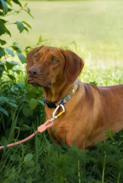 Woolly Wolf talutushihna, 10 mm, Salmon Pink